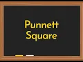 Punnett Square