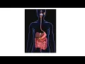 Lagu Lesson 4: Using digital images to illustrate the digestive system
