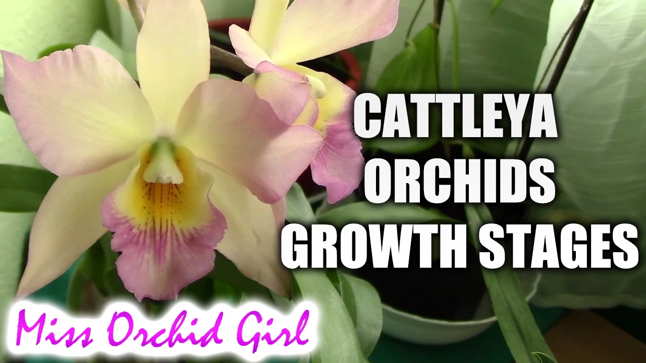 GROWTH STAGES OF CATTLEYA ORCHIDS