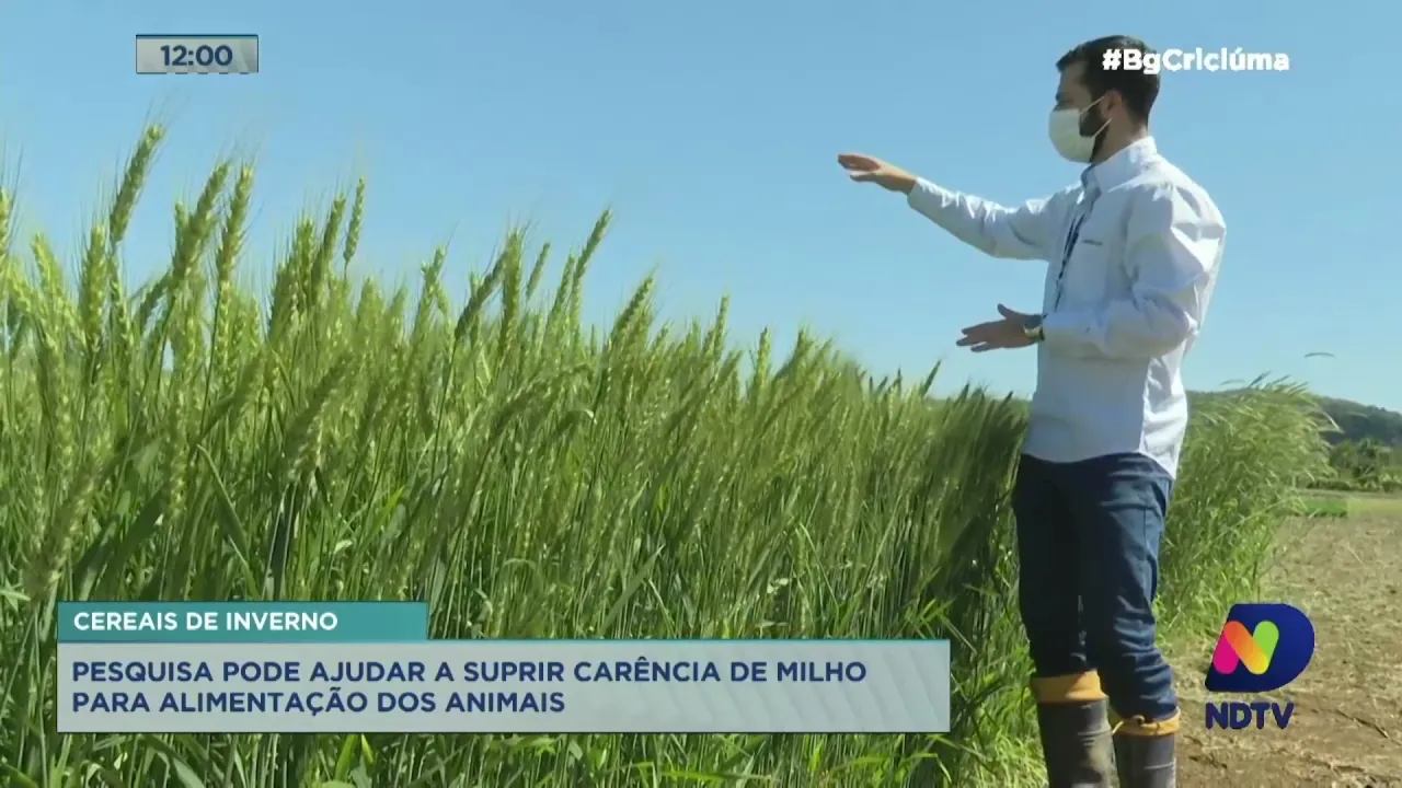 Pesquisa pode ajudar a suprir carência de milho para alimentação dos animais na região Sul