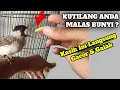 Download Lagu Makanan Burung Kutilang Agar Cepat Gacor \u0026 Galak || Dan Cara Pemberiannya