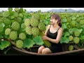 Download Lagu Harvesting Lotus Bowl - Surreal Scene in Vietnamese Countryside...Ever Tried Raw Lotus Seeds?