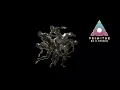 adriatique, argy -  racer