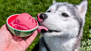Watermelon Ice Cream for Dogs 🍉 DIY Frozen Watermelon Dog Treat!