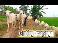 Download Lagu Nyanyian Lagu Dimana Anak Kambing Saya, Anak Kambing Tuan Ada Dopohon Waru - KAMBING JOGET.
