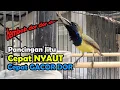 Download Lagu Pancingan  SOGON  Jitu Cepet Nyaut dan Gacor