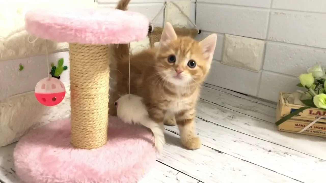 動画