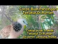 Download Lagu Tekukur dirumah pasti ikut bunyi mendengar suara ini