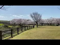 ケツメイシ さくら (フル)