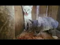 Kitty cats on this beautiful hot Saturday morning