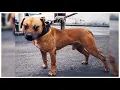 Who has the best Gr ch Mayday ROM dog today By Victor Aycart