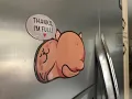 FEED ME CAT MAGNET - AMARETTO Standard