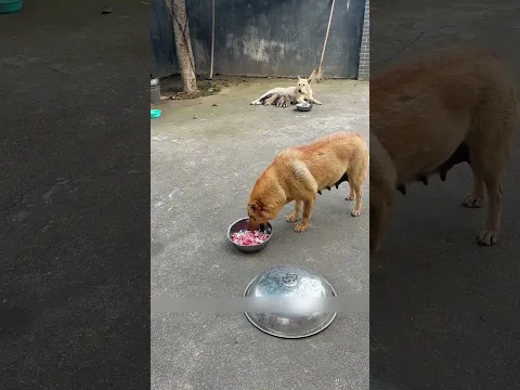 dogs care