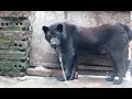 Hmong Dogs