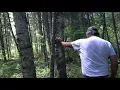 Identifying Birch Trees