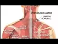Improve shoulder ROM with these stretches