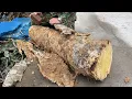 Lagu Surprised By The Unique Monolithic Tree Stump Wood Processing Project - Make A Stylish Garden Table
