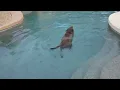 Pet Sitting Pet Sitter Dog Cat Phoenix Glendale Tolleson AZ