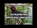 Download Lagu ANIS KEMBANG BETINA NERITIK MEMANGGIL JANTAN