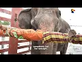 Elephant Who Hates Water Swims Every Day For Her Blind Best Friend | The Dodo