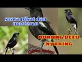 Download Lagu SUARA burung decu pikat dan masteran terbaik ngeroll