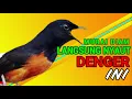 Download Lagu PAGI-PAGI MURAI DIAM LANGSUNG NYAUT DENGER INI❗❗ MURAI BATU GACOR❗❗