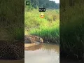 Download Lagu olha o que aconteceu no final #ataque #nature #onça #amazonas #pantano #jacaré #zebra