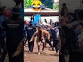 Download Lagu JOGET PALING LUCU SAAT PAMIDANGAN DOMBA GARUT #shorts #shortsfund #shortsvideo #domba