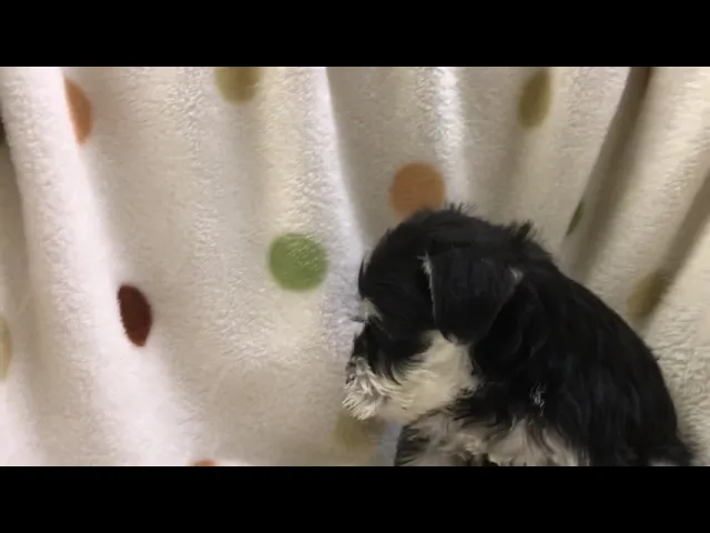 動画