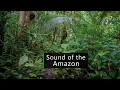 Download Lagu Sound of the jungle - pihas in the Amazon rainforest