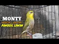 Download Lagu Pancingan suara NGECAL MONTY JANTAN , MEMANGGIL YANG LAIN.. Bikin respon bunyi