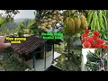 Download Lagu Rumah murah masih huni 57juta dari hrg 100jt L tanah 450M2 listrik air mengalir kolam ikan buah2han