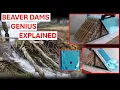Download Lagu Beaver Dams Are Smarter Than They Look