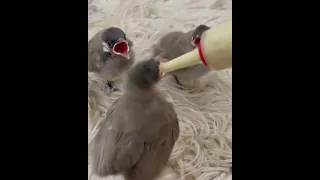 اطعام افراخ البلبل ابيض الخدين 