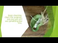 How to Grow a Lima Bean Seed