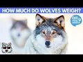 How Much To Wild Wolves Weigh