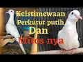Keistimewaan Perkutut Putih, Dan Mitosnya