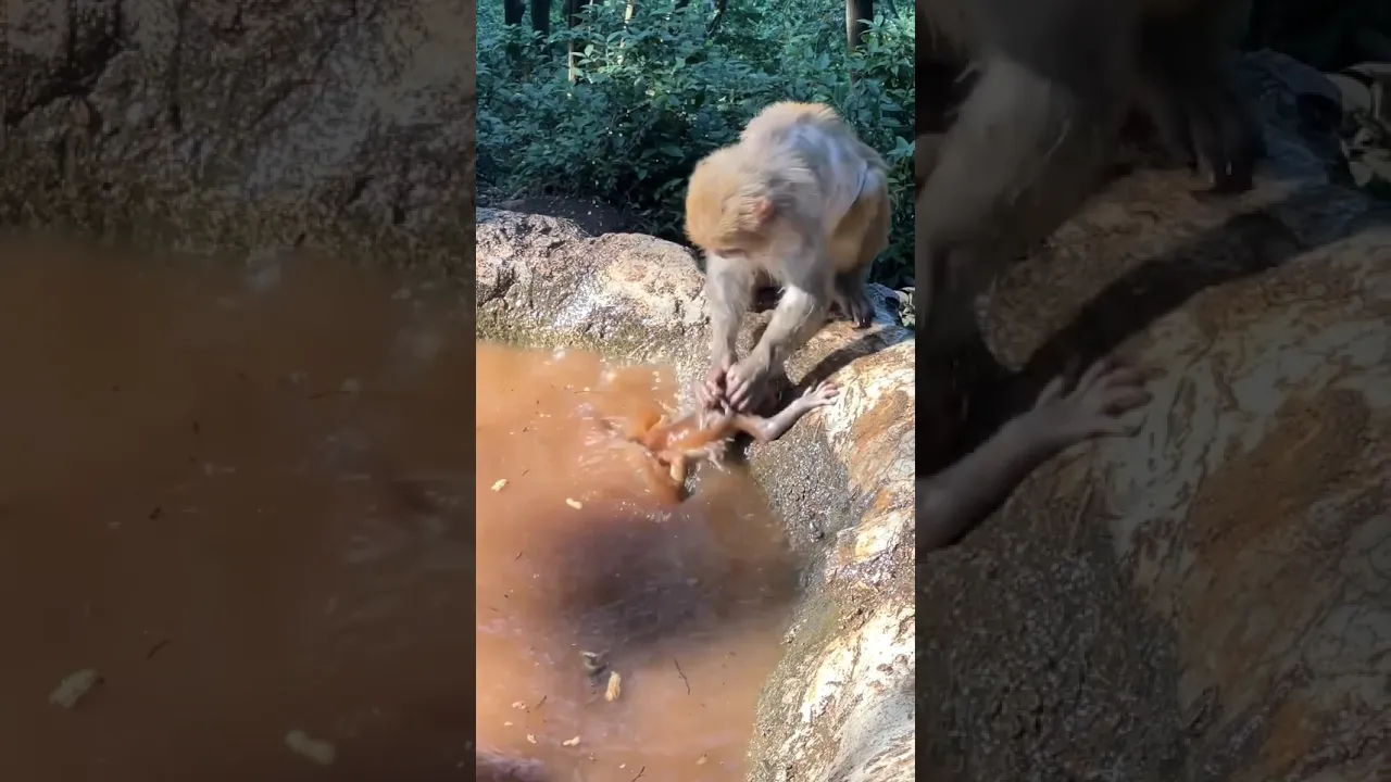 Monkey bites own baby