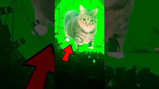 Ethel The Viral OIIA OIIA Spinning Cat Anthem  Ethel The Viral OIIA OIIA Spinning Cat Anthem