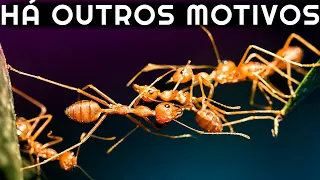 por que FORMIGAS constroem PONTES?