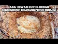 Download Lagu Lubang Penuh Busa Selalu Menyimpan Misteri Belut RAKSASA...