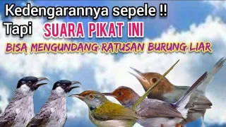 Download Suara Pikat Burung Kecil Pasti Ampuh MP3