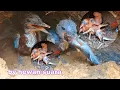 Lagu RANTAI MAKANAN ANAK BURUNG TENGKEK DARI LAHIR HINGGA TERBANG