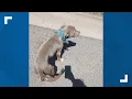 Puppy found living in Muskegon Co storage unit humanely euthanized