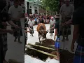 Download Lagu Tradisi Gotong Royong Warga Bersama Sapi Kurban#shorts #sapi #cow