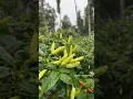 Download Lagu Kebun Cabe #berkebundidesa #caberawit