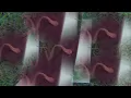 Jillian Jacqueline - God Bless This Mess (Reimagined) Feat. Lucius (Official Lyric Video)