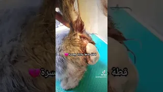 عسر ولادة القطط 