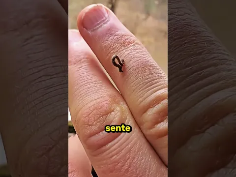 Nunca Incomode Essa Lagarta! 😱🐛