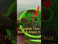 Download Lagu Hasil Luar Biasa: Perangkap Tikus Dari Ember Bekas yang Murah! #Shorts #Viral #Trending